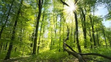 太阳把美丽的光线投射到<strong>清新</strong>的<strong>绿色</strong>森林里